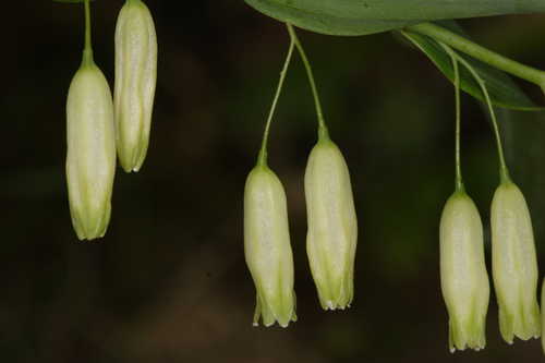 Polygonatum biflorum #11